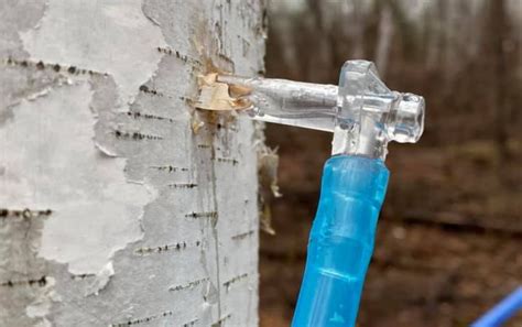 The surprising world of birch syrup production in Ear Falls, Ont. | CBC ...