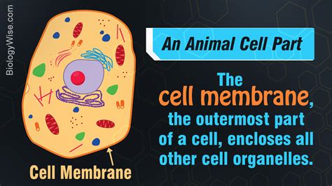 Animal Cell Parts