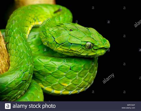 Download this stock image: Large Scaled Pit Viper are one of the highly ...