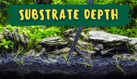 Why Your Substrate Should Be No Less Than 2-Inches Deep