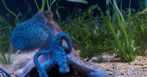 Octopus in aquarium closeup 28556800 Stock Video at Vecteezy