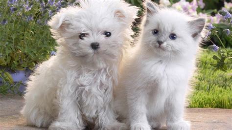 Puppies And Kittens Wallpapers - Wallpaper Cave