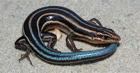 Blue Tailed Skink