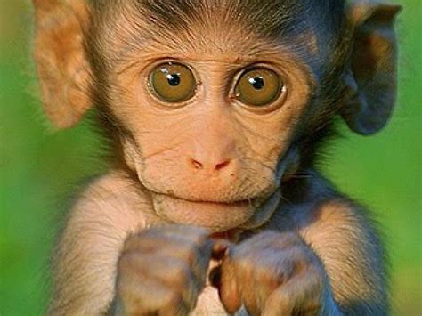 Baby Monkey Wallpapers - Wallpaper Cave