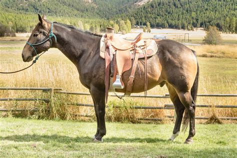 Ranch Horses | Montana Working Cattle Ranch - McGinnis Meadows Cattle ...