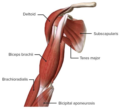 Elbow Joint: Anatomy [+video] - Lecturio Medical