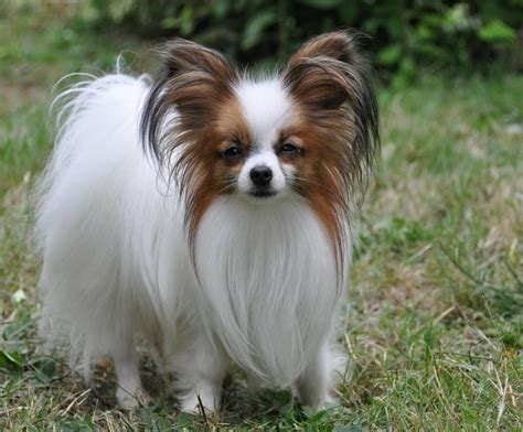 Papillon Dog Breed - Pictures, Information, Temperament ...