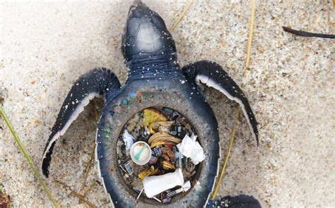 Stunning Images Expose the Horrific Impact of Plastic Trash on Marine ...