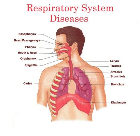 Respiratory Diseases: Symptoms, Causes and Treatment