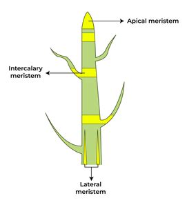 What is Meristematic Tissue? - Definition, Types, Characteristics