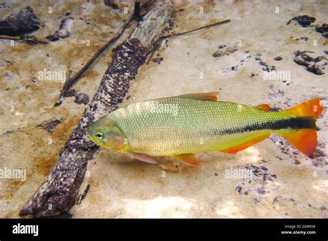 Fish, Piraputanga, Brycon hilarii, Bonito, Mato Grosso do Sul, Brazil ...