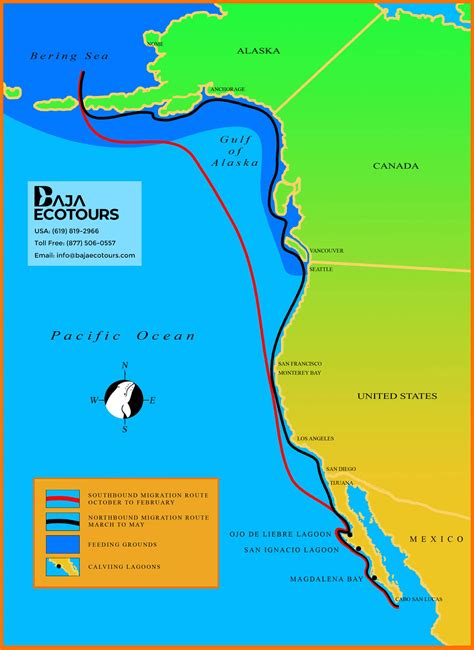 Map of the Gray Whale Migration - Baja Ecotours