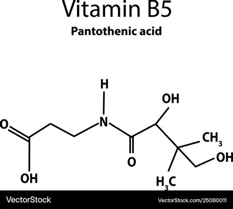 Vitamin b5 pantothenic acid molecular chemical Vector Image