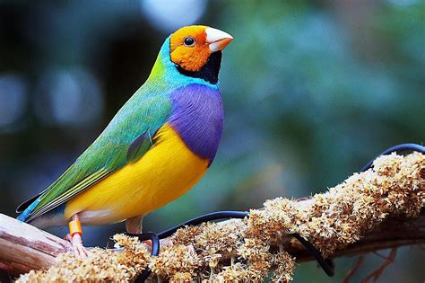 Gouldian Finch Bird Species Profile