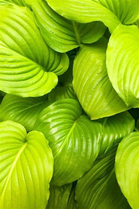 Find the best hostas for sun 🌞 🌿 Discover varieties that thrive and ...