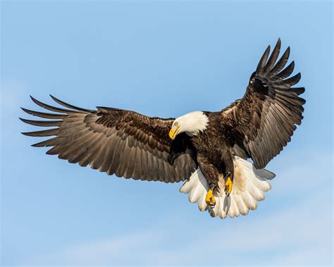 Flying bald eagle HD wallpaper | Wallpaper Flare