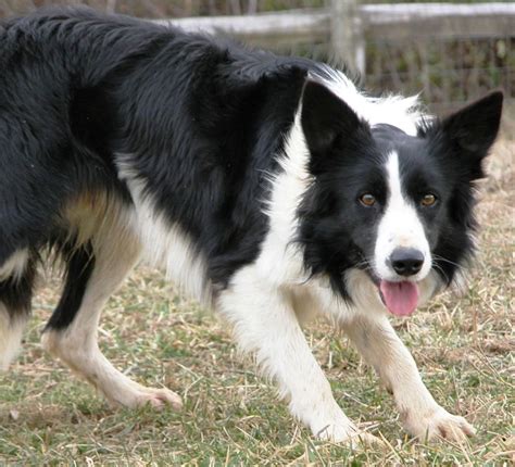 Welsh sheepdog. | Sheepdog breeds, Welsh sheepdog, Sheepdog