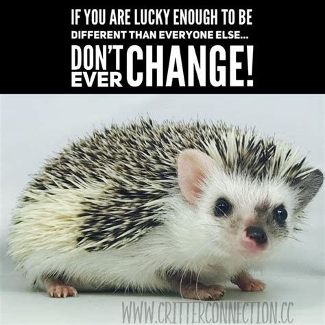 Pin on Hedgehog Memes, Funnies, Quotes and Misc... @ Millermeade Farm's ...