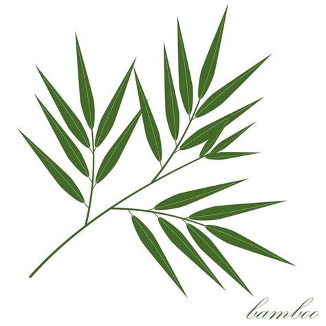 bamboo leaf color isolated vector illustration on white background ...