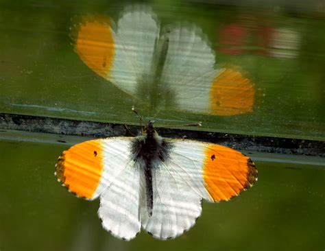 Orange Tip | An Orange Tip Butterfly in Ashby St Mary, Norfo… | Flickr