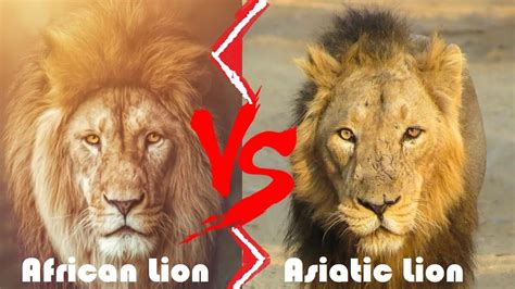 African Lion VS Asiatic Lion Who Would Win - African Lion and Asiatic ...