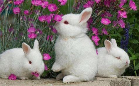 Rabbit Wallpapers - Top Những Hình Ảnh Đẹp