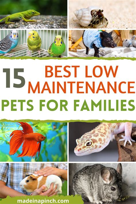 Best-low-maintenance-pets-for-families - Made In A Pinch