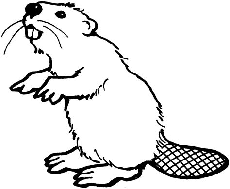 Free Beaver Coloring Pages