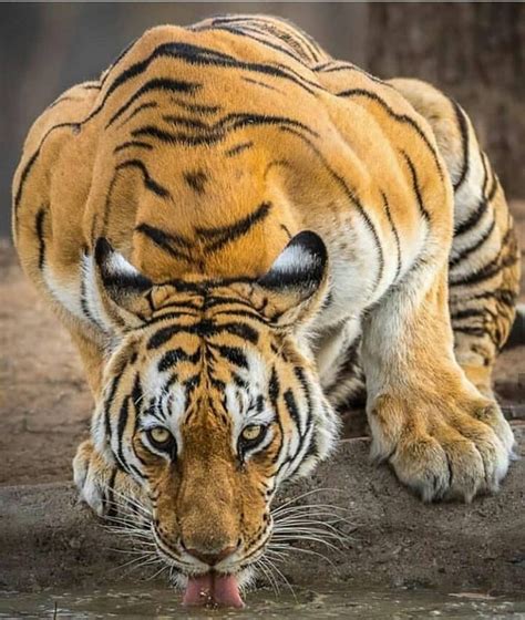 Tigers are Magnificent on Instagram: “Look how beautiful this tiger is ...