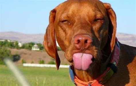 Dog sticking out tongue - Funny pictures of animals