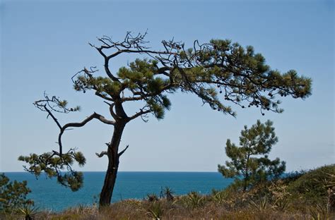 torrey pine tree pictures - Joanie Fryer