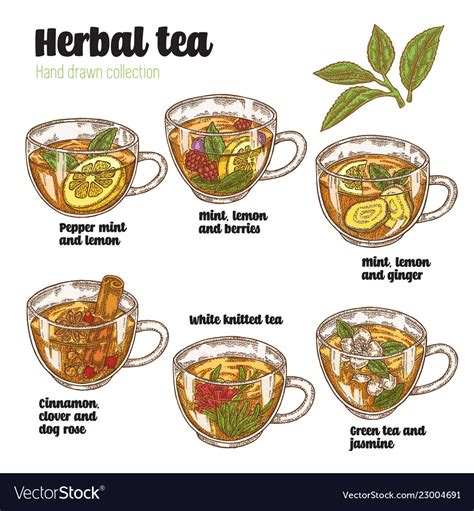 Hand drawn various herbal tea recipe for health Vector Image