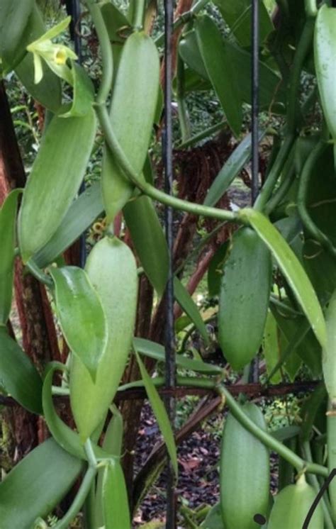 Madagascar Vanilla Bean Orchid vine cutting Hawaii grown HOT | Etsy