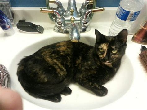 MY tortie!! | Tortie, Cats, Animals