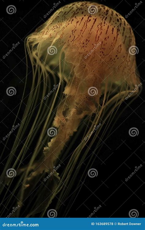 Tiger Sea Nettle Jellyfish or Chrysaora Wurlerra Stock Photo - Image of ...