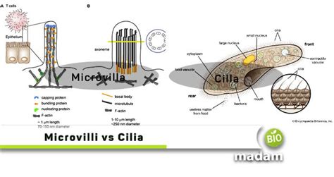 Difference between Microvilli and Cilia - biomadam