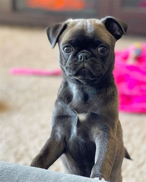 Silver Pug: Info, Genetics, Traits & Facts (With Pictures)