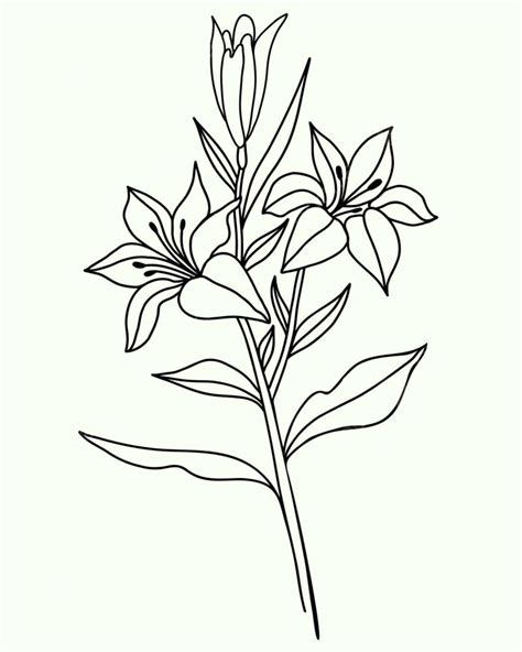 Lily Flower Outline Line White, Flower Drawing, Outline Drawing, Flower ...