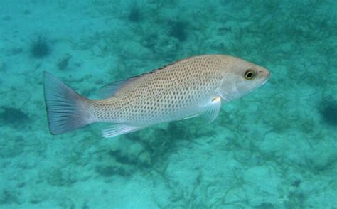 Fish Facts: Mangrove Snapper - The Jump