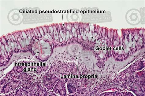 Mucous Membrane Histology