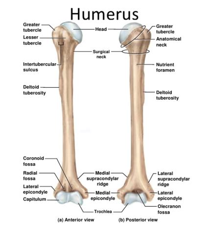 Humerus Anatomy