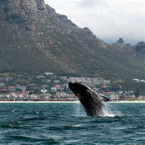 Cape Town's wildlife - Lonely Planet