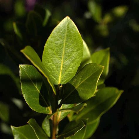 Laurel Tree Symbolism: Ultimate Guide - SimplyBeyondHerbs