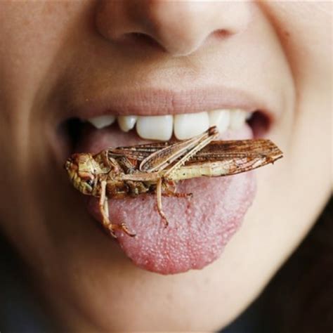 8 Edible Bugs That Could Help You Survive - Eat Tomorrow Blog