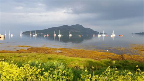 boats are floating on the water near yellow flowers and green grass ...