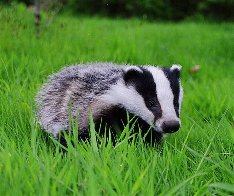 Badger - Diet, Breeding, Facts, Habitat, Pictures, Behavior, Life ...