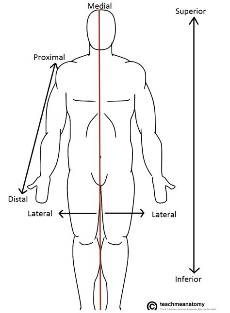 Posterior E Anterior Anatomia