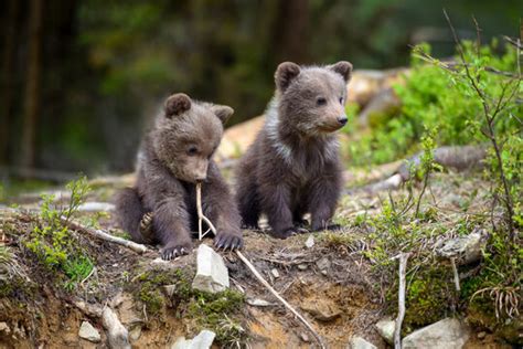 Grizzly Bear Cubs Playing