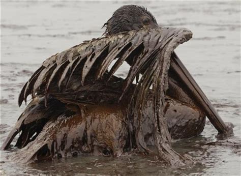 Animals Hurt By Gulf Oil Spill - CBS News