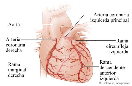 El corazón y las arterias coronarias | Cigna